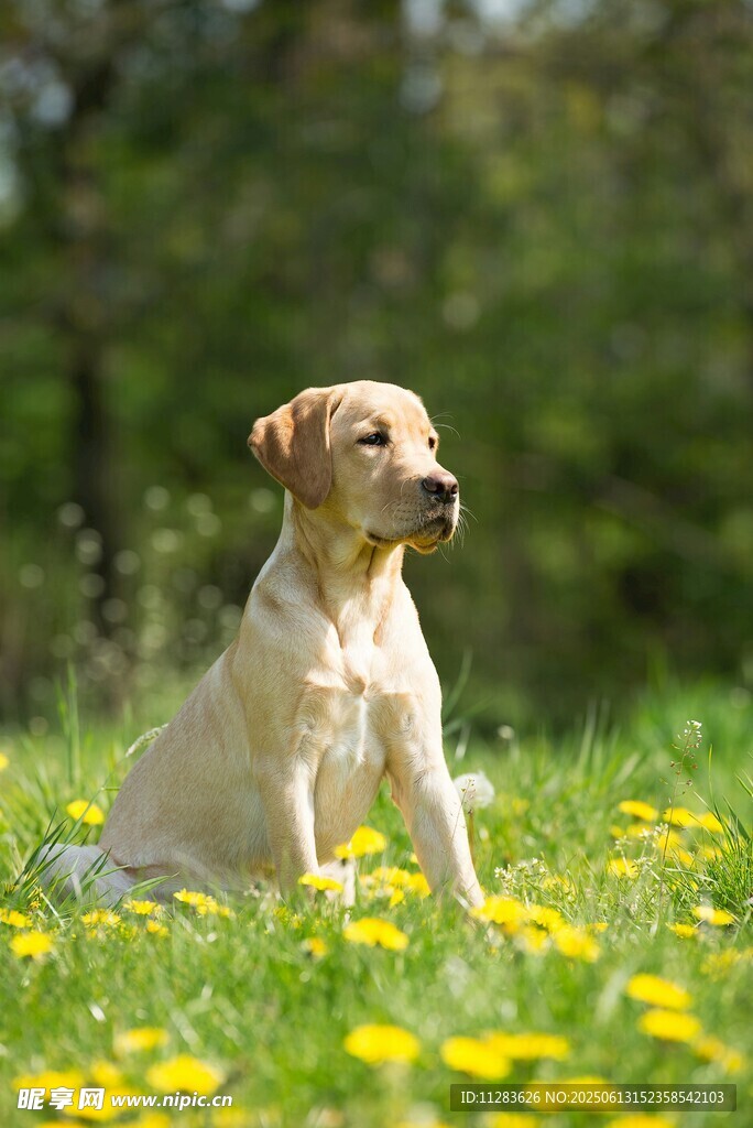 草地上的可爱拉布拉多犬