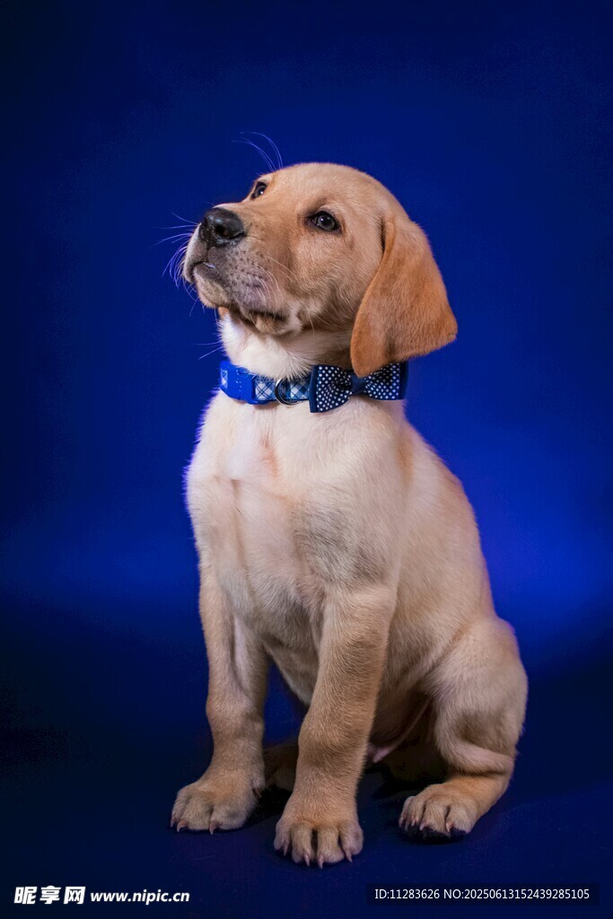 可爱拉布拉多幼犬