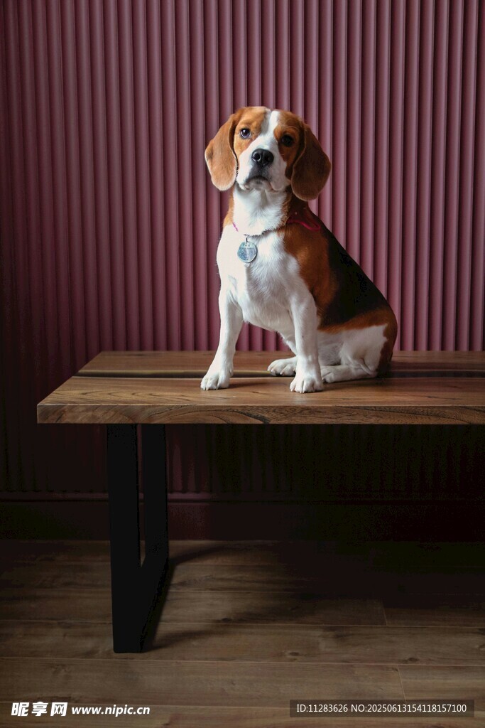 可爱比格犬端坐木桌