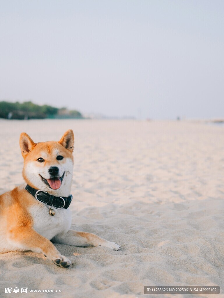 沙滩上的可爱柴犬