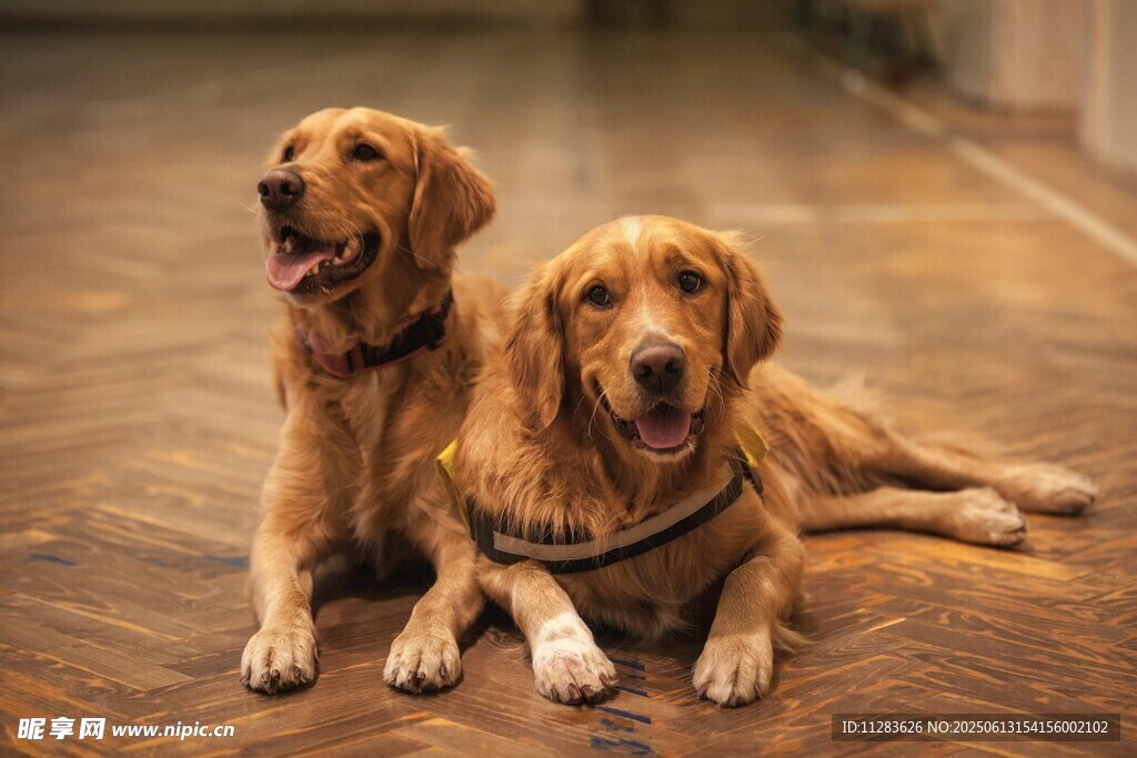 两只金毛犬惬意趴地