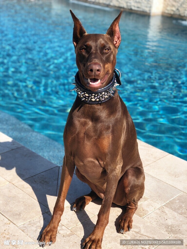 杜宾犬端坐泳池边