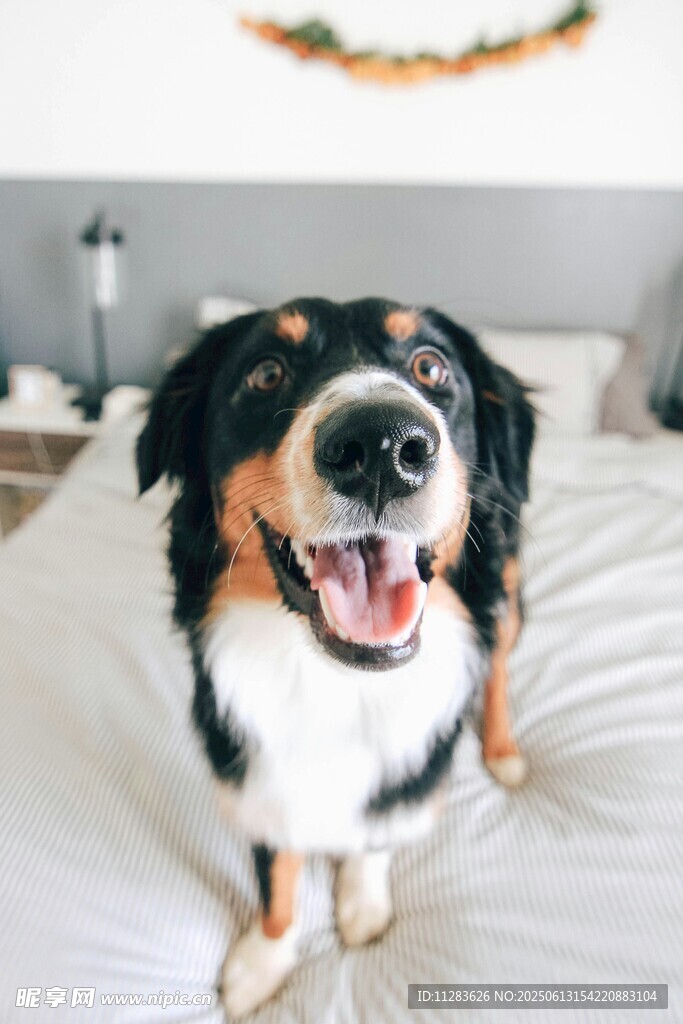 可爱伯恩山犬端坐于床