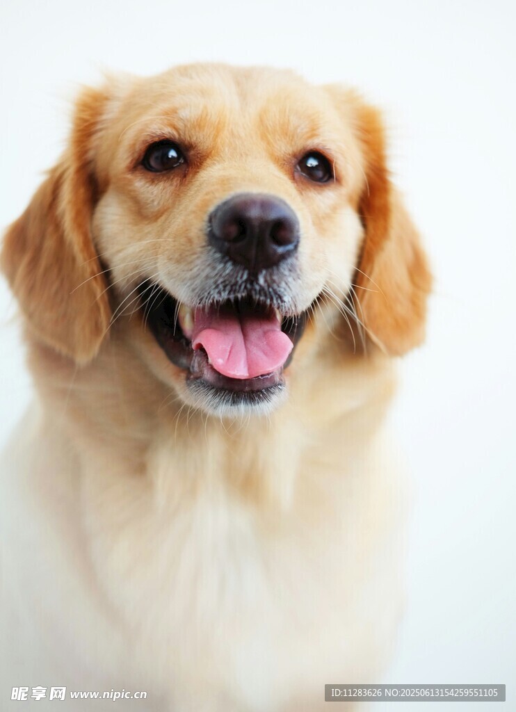 可爱金毛犬露出开心笑容