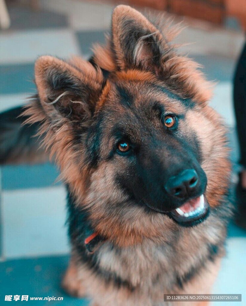 可爱德国牧羊犬咧嘴笑