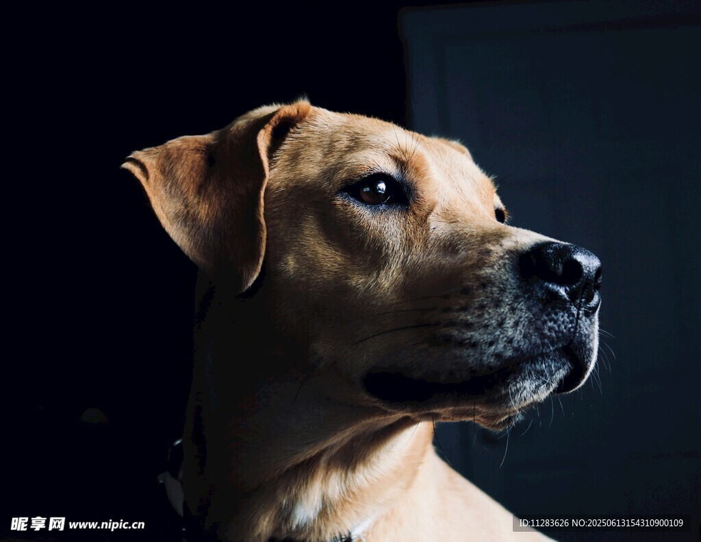 棕色犬只侧颜特写
