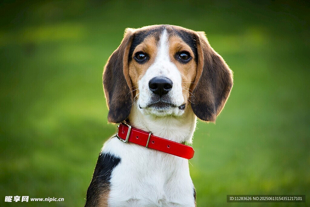 可爱三色小猎犬
