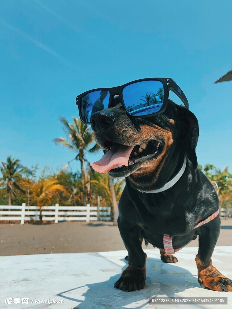 戴墨镜的可爱腊肠犬