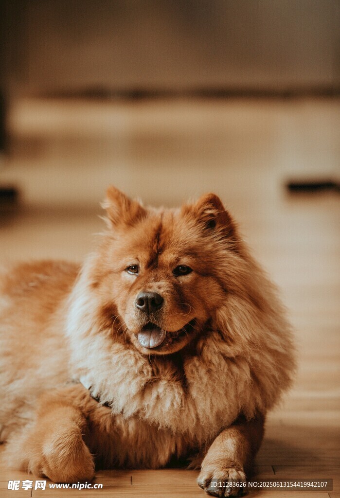 松狮犬惬意趴木地板