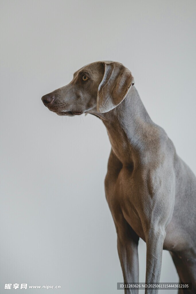 优雅威玛猎犬侧立