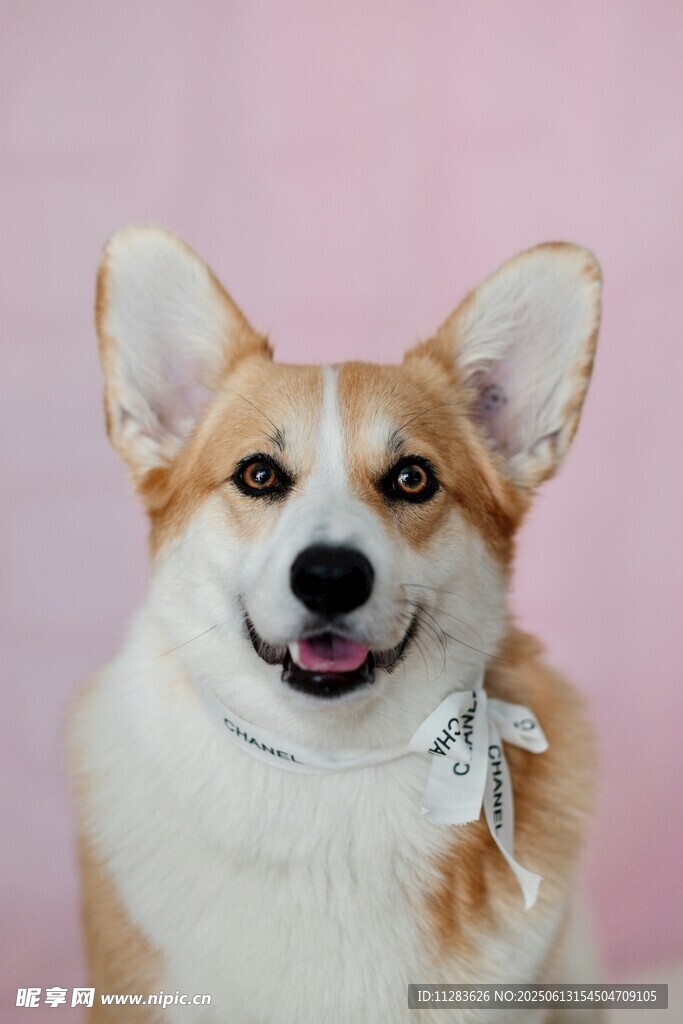 可爱柯基犬