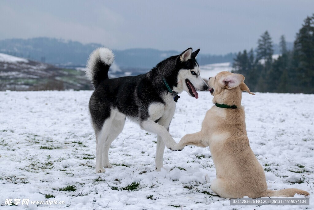 雪地中两犬嬉戏玩耍