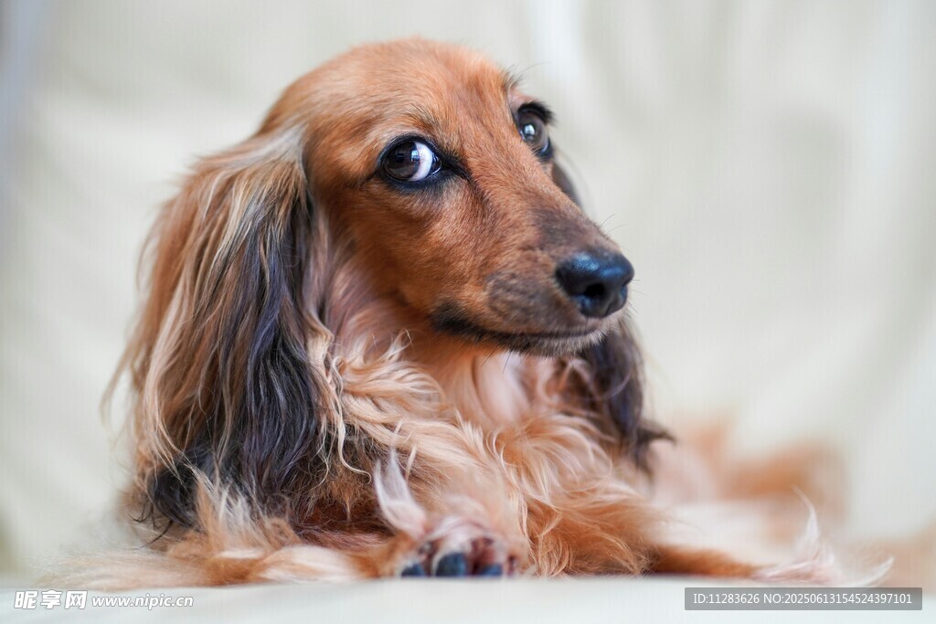 长毛腊肠犬的可爱瞬间