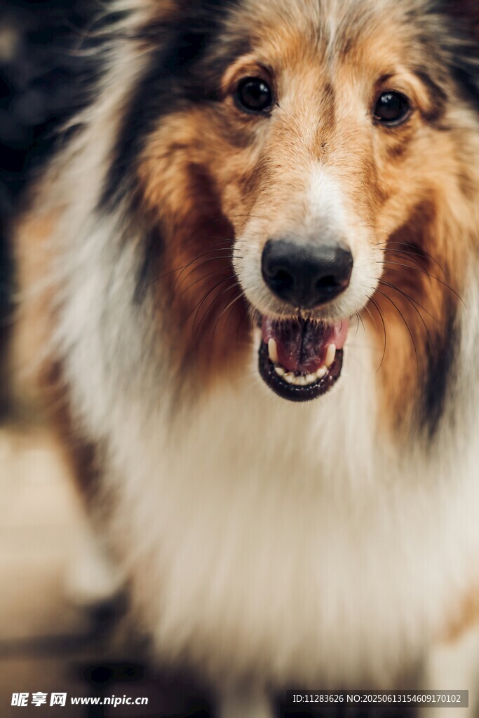 可爱牧羊犬露出灿烂笑容