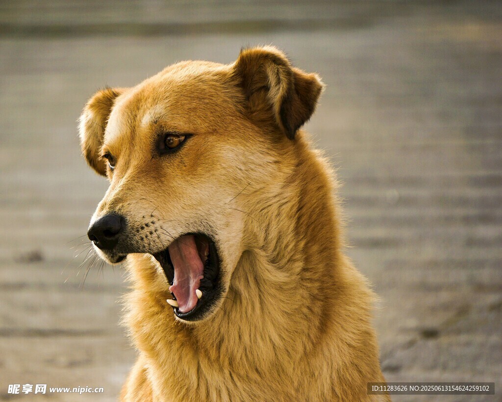 张嘴吠叫的棕色田园犬