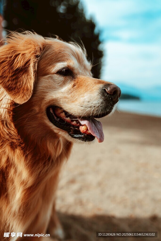 沙滩上的快乐金毛犬