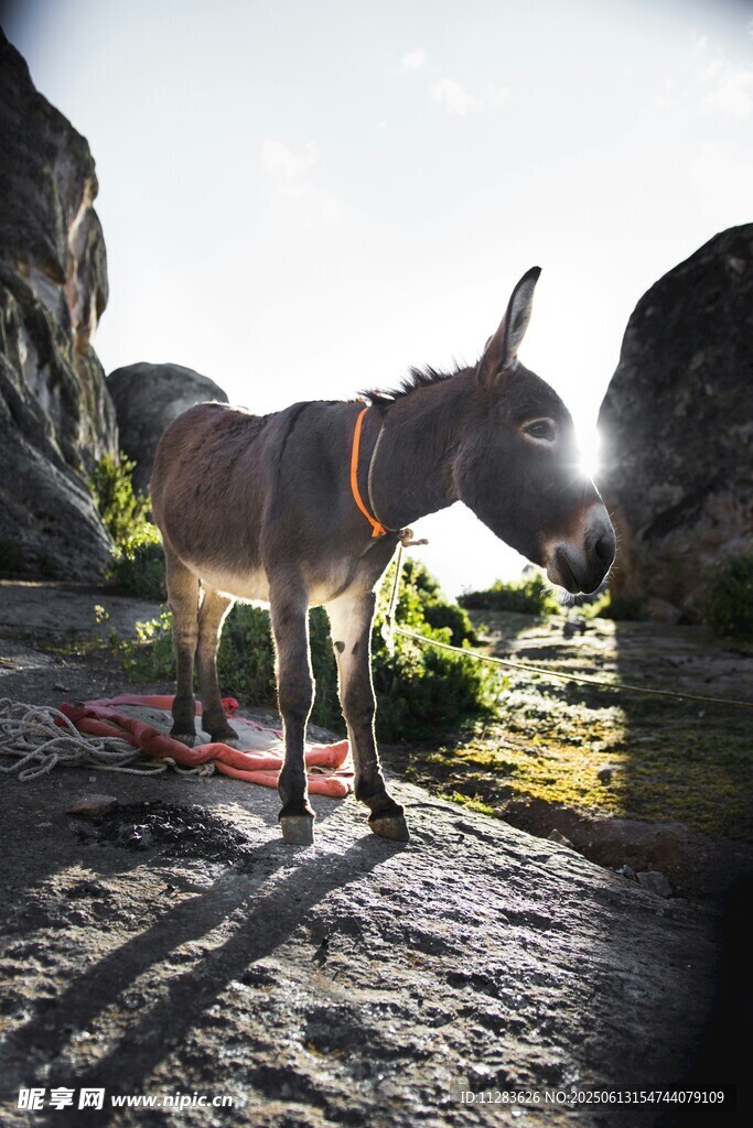 山间驴站在岩石上