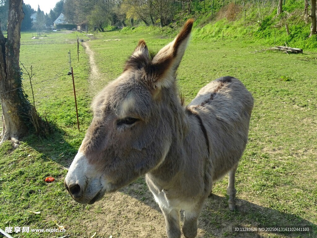 田野中的毛驴
