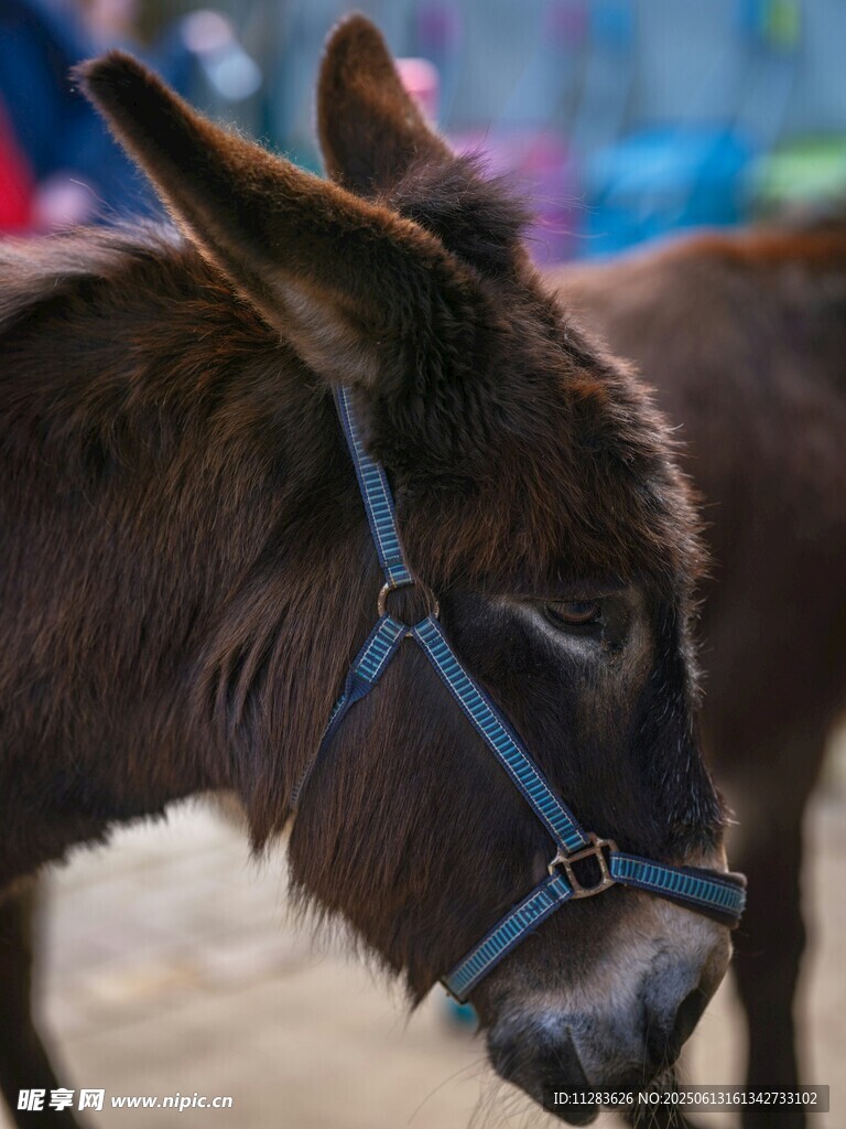 戴缰绳的毛驴