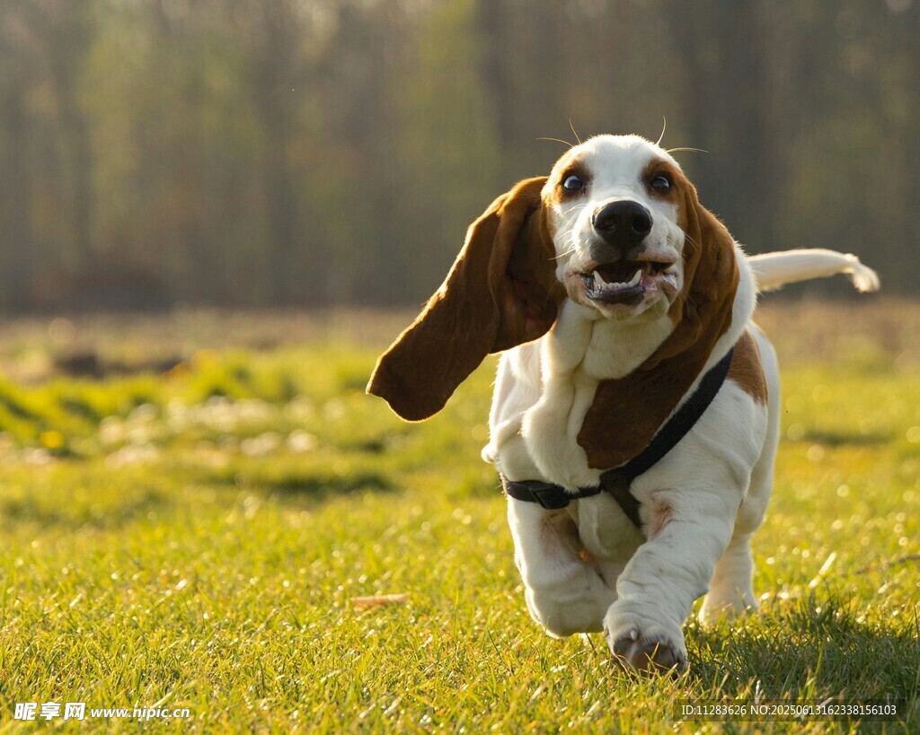 快乐巴吉度犬草地奔跑