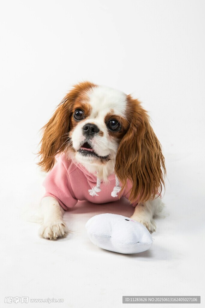 穿粉衣的可爱查理王小猎犬