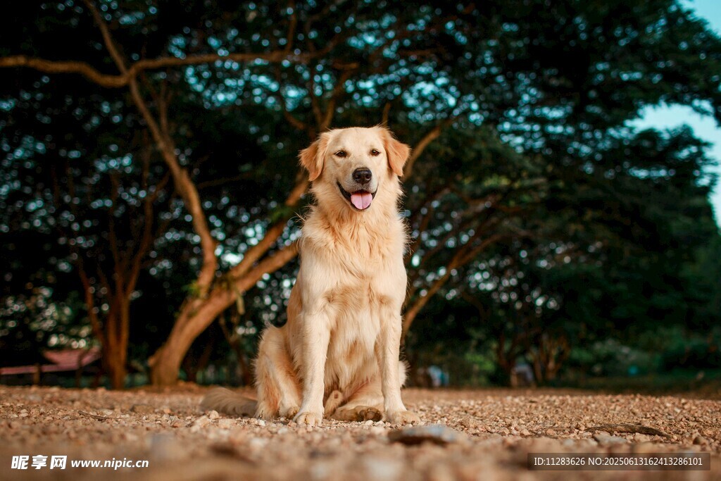户外端坐的可爱金毛犬