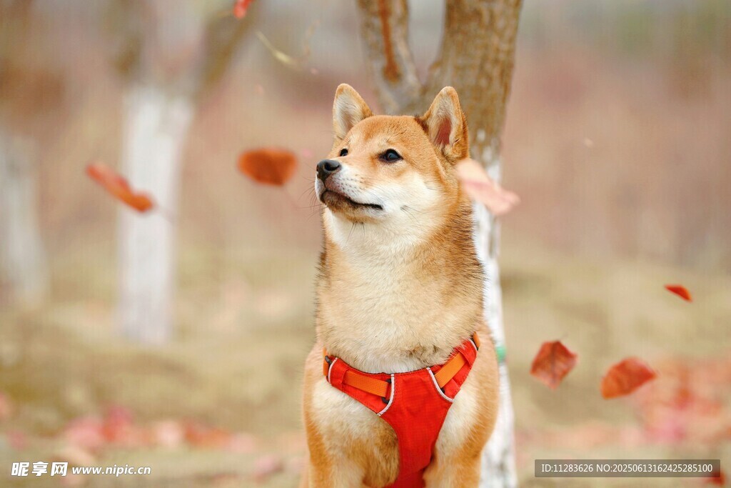 秋日柴犬赏落叶