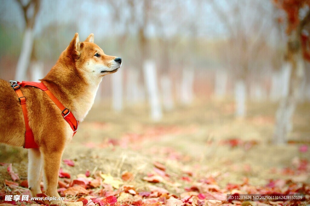 秋日林间的可爱柴犬