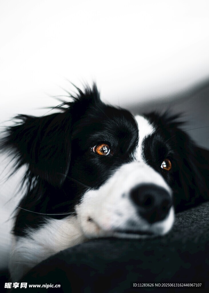 黑白萌犬安静趴卧