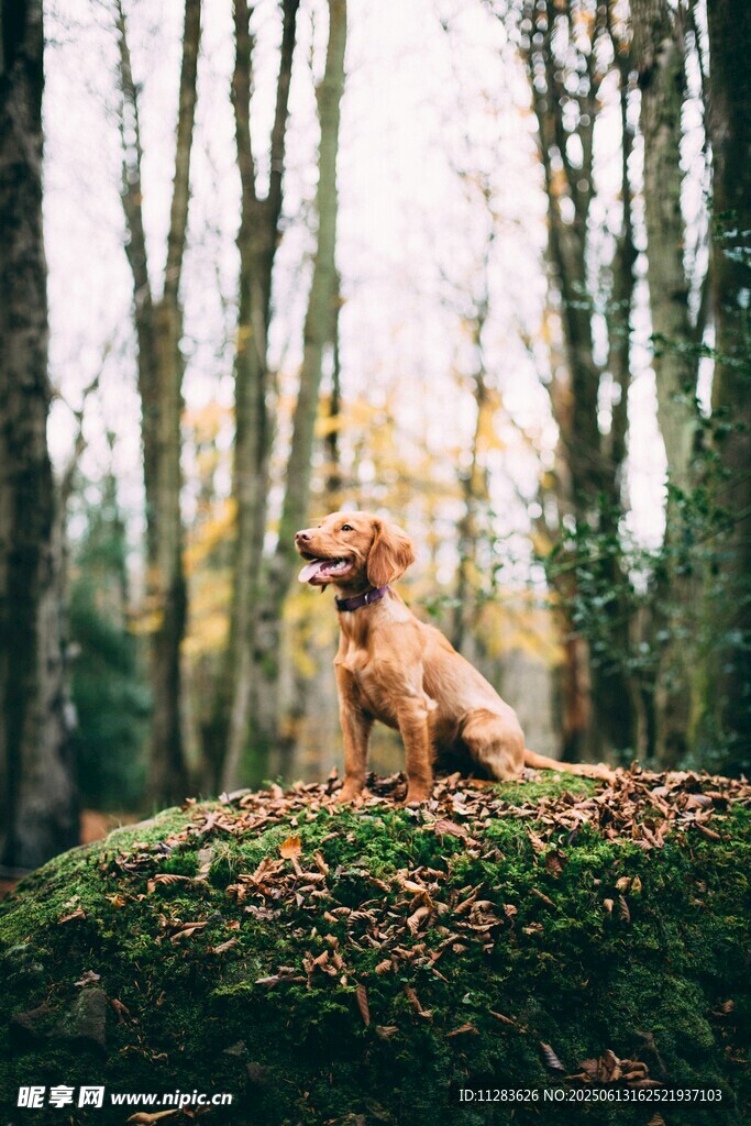 林间萌犬坐于苔藓之上