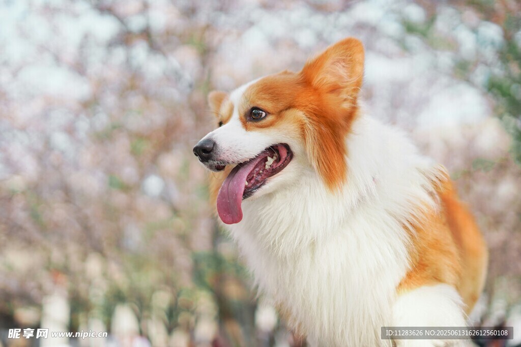 户外可爱的三色柯基犬