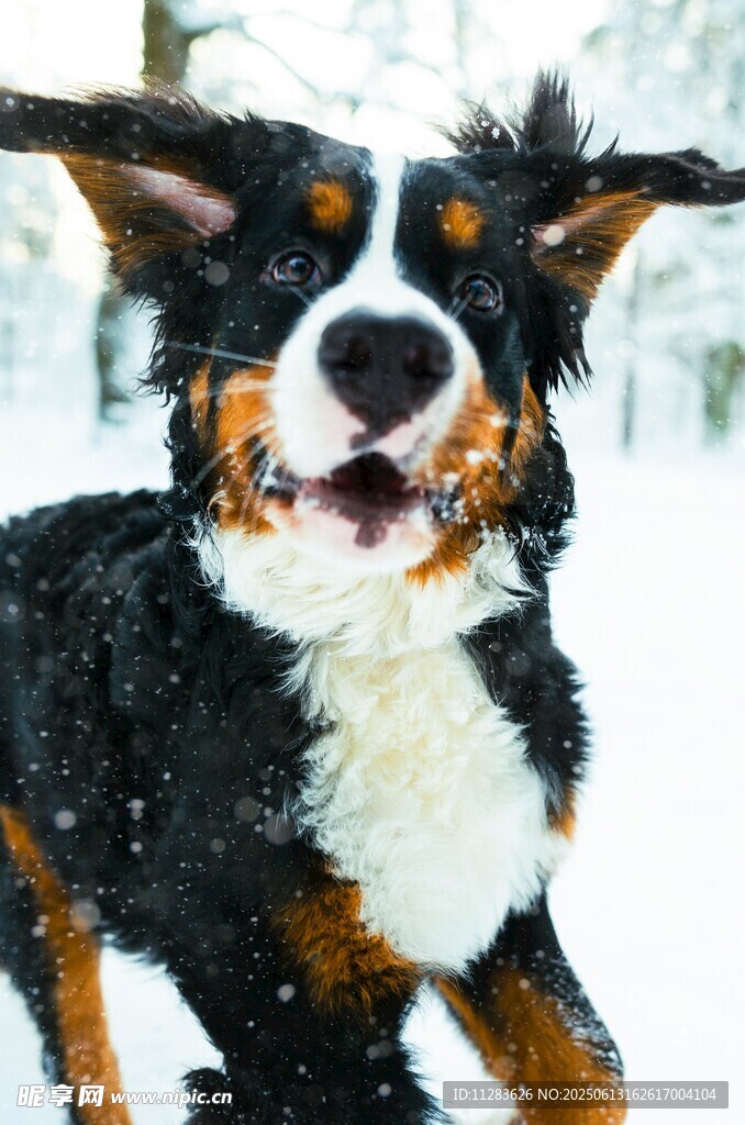 雪地中欢快的伯恩山犬