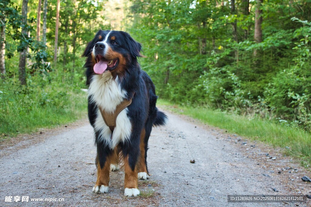 伯尔尼山地犬站在林间小道