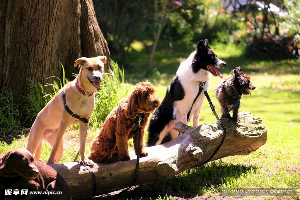 四只萌犬坐于木头上