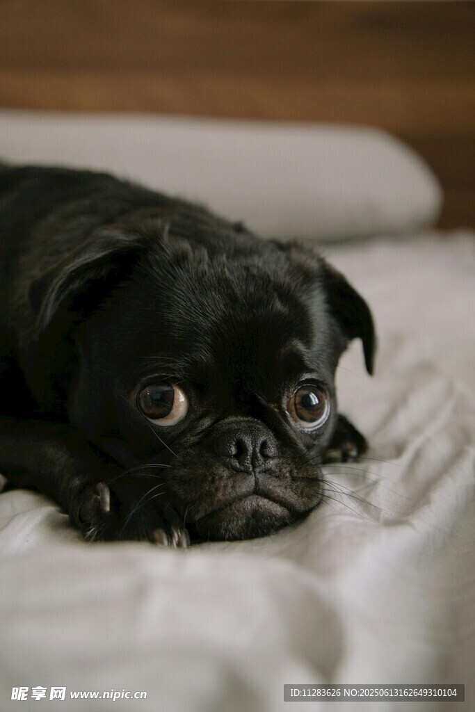 趴着的黑巴哥犬