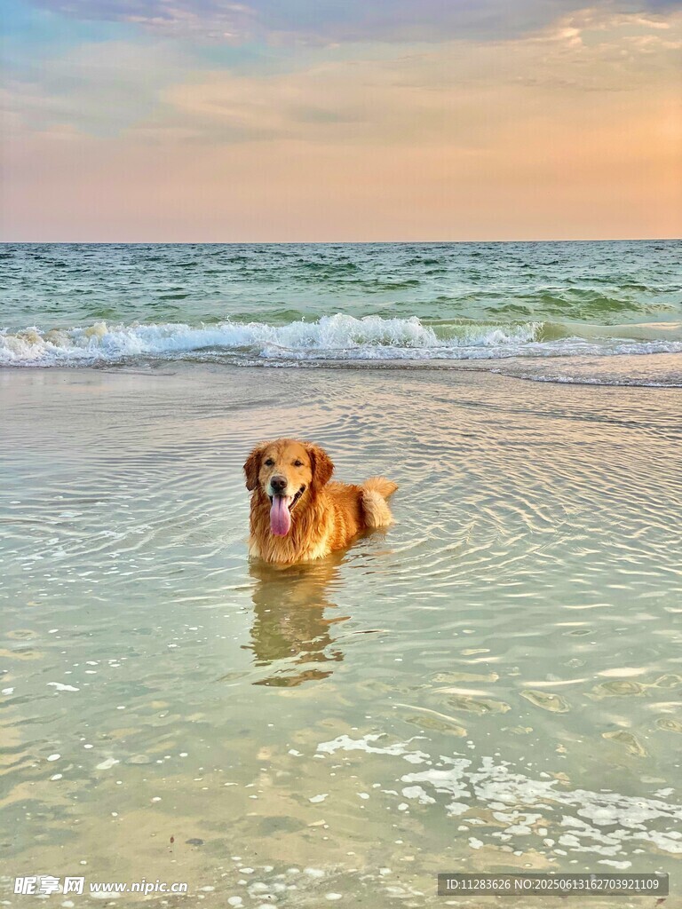 海边戏水的欢乐金毛犬