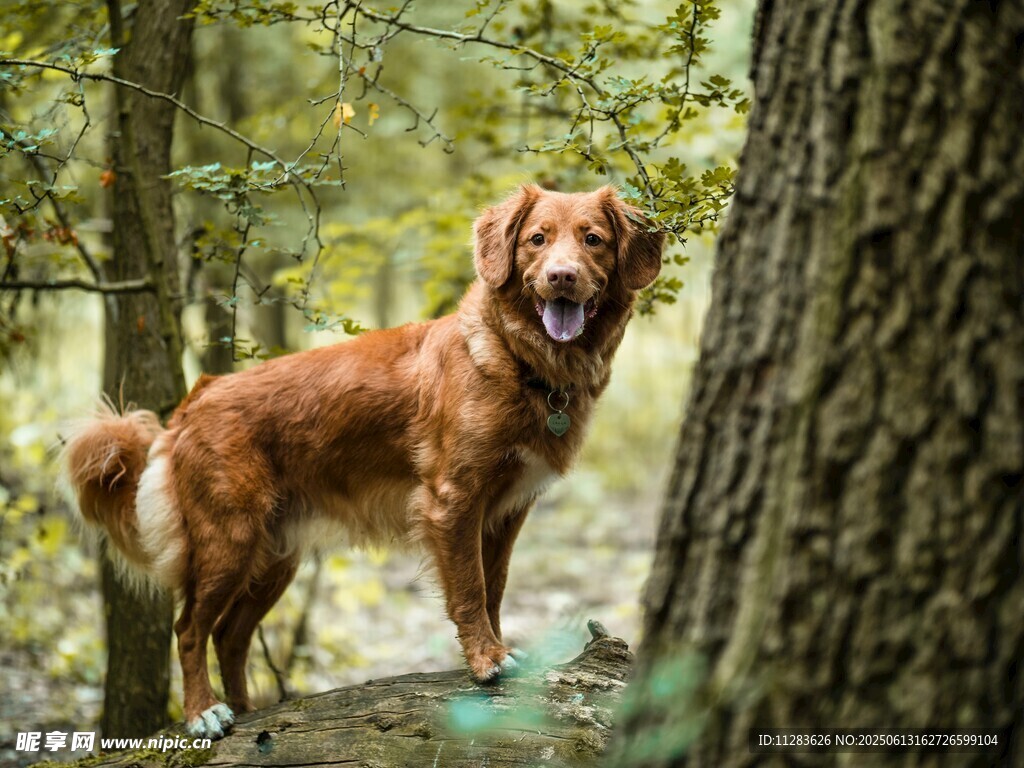 林间金毛犬的惬意时光