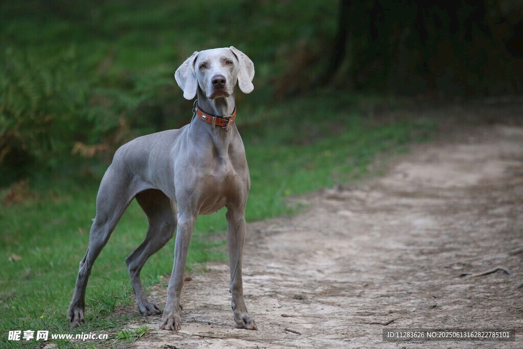 小路上的威玛猎犬