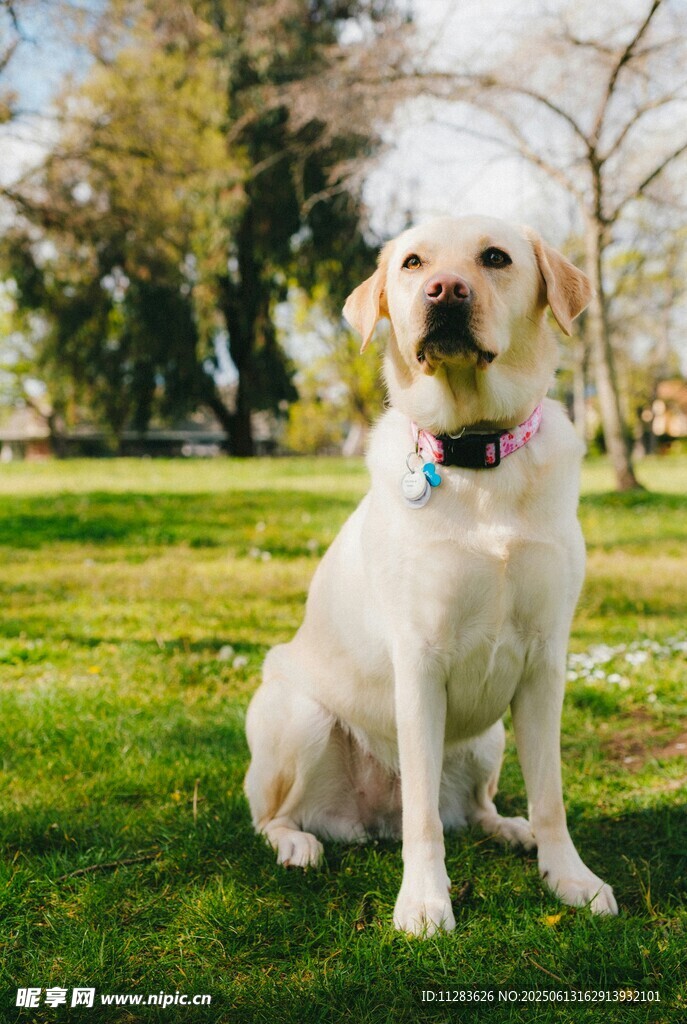 草地上的可爱拉布拉多犬