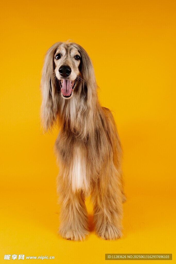长毛猎犬于黄色背景前