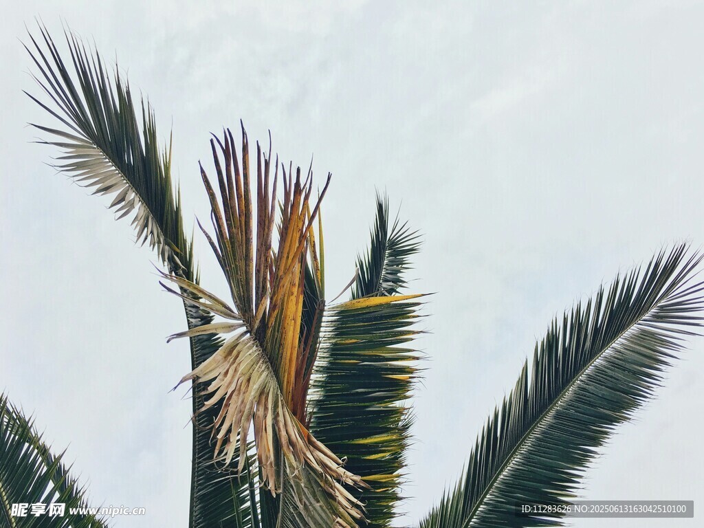 向上生长的棕榈树