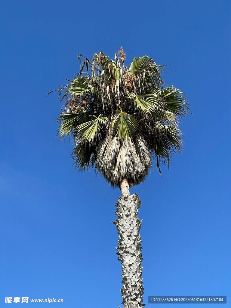 高耸蓝天的单棵棕榈树