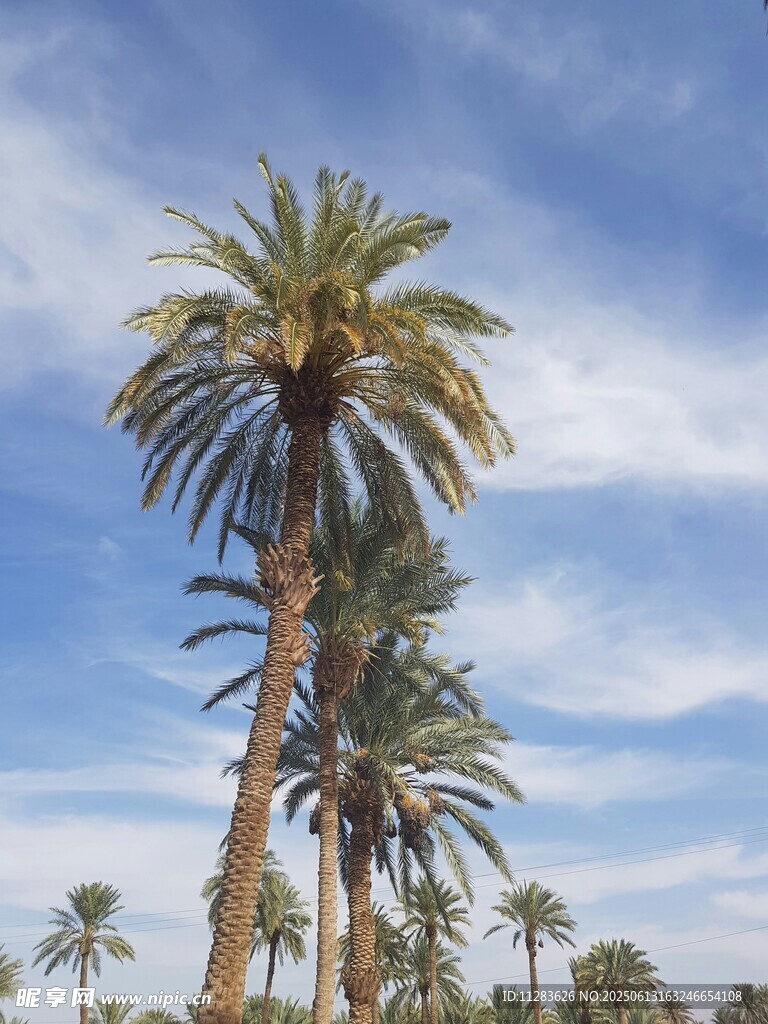 蓝天映衬下的高大棕榈树