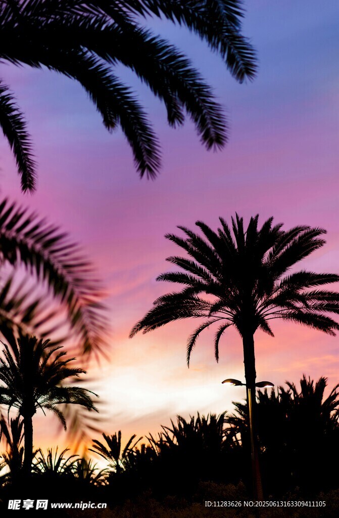 夕阳下的棕榈树剪影