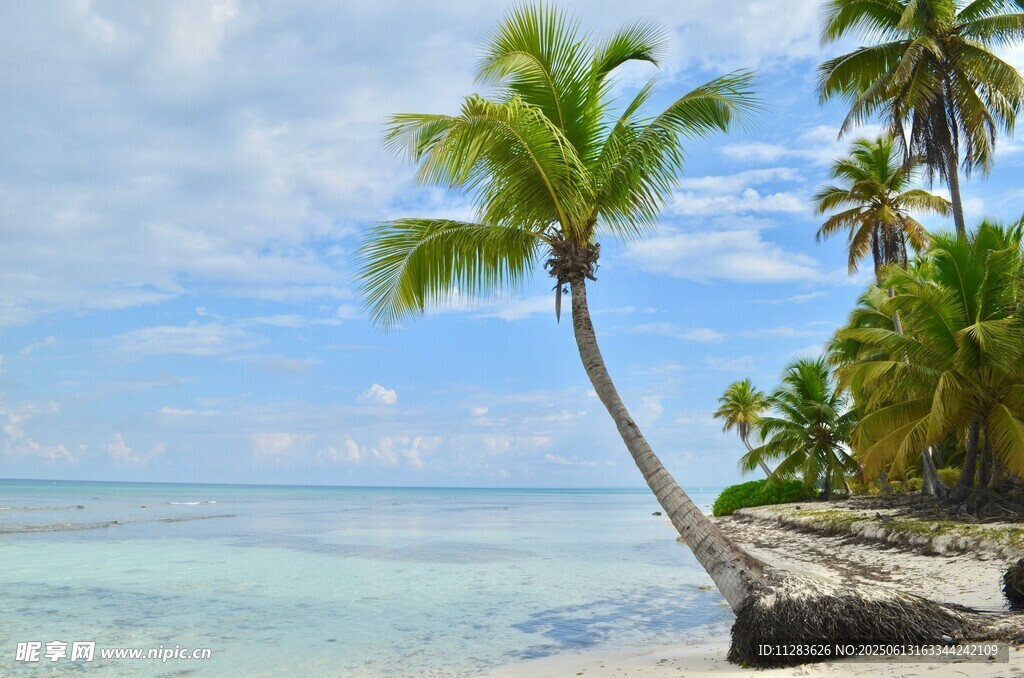 热带海滩椰树美景