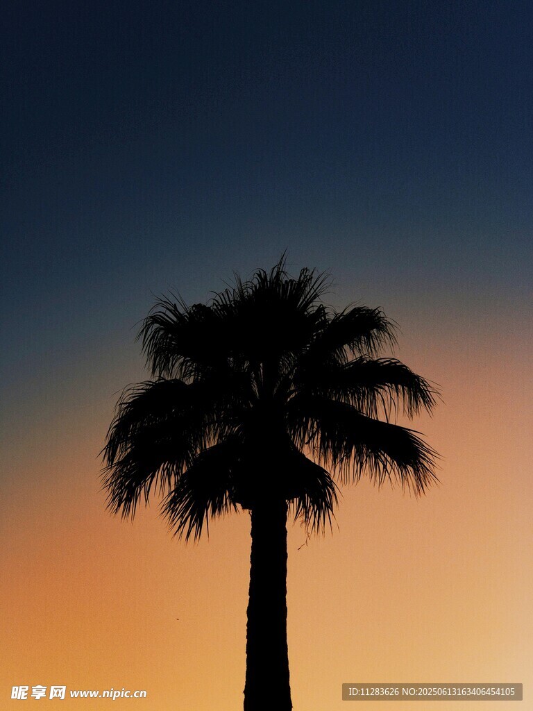 夕阳下的孤独棕榈树