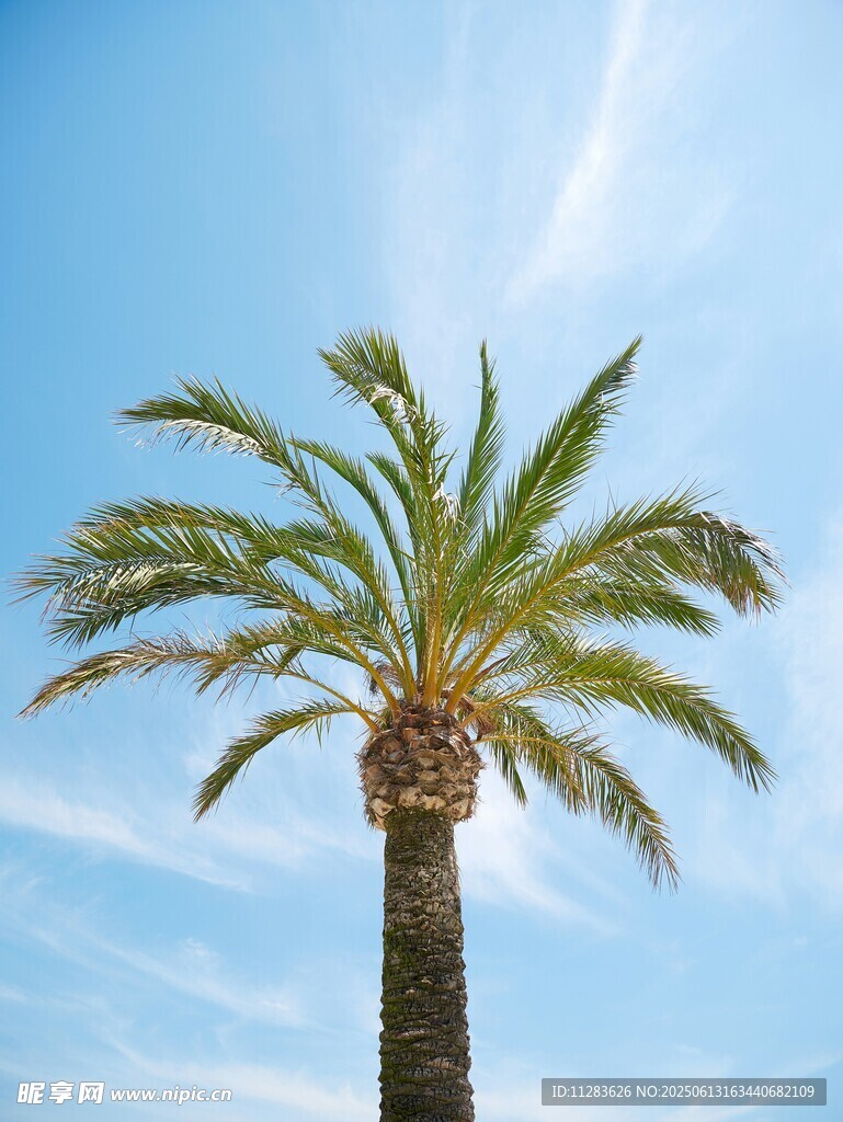 蓝天中的挺拔棕榈树