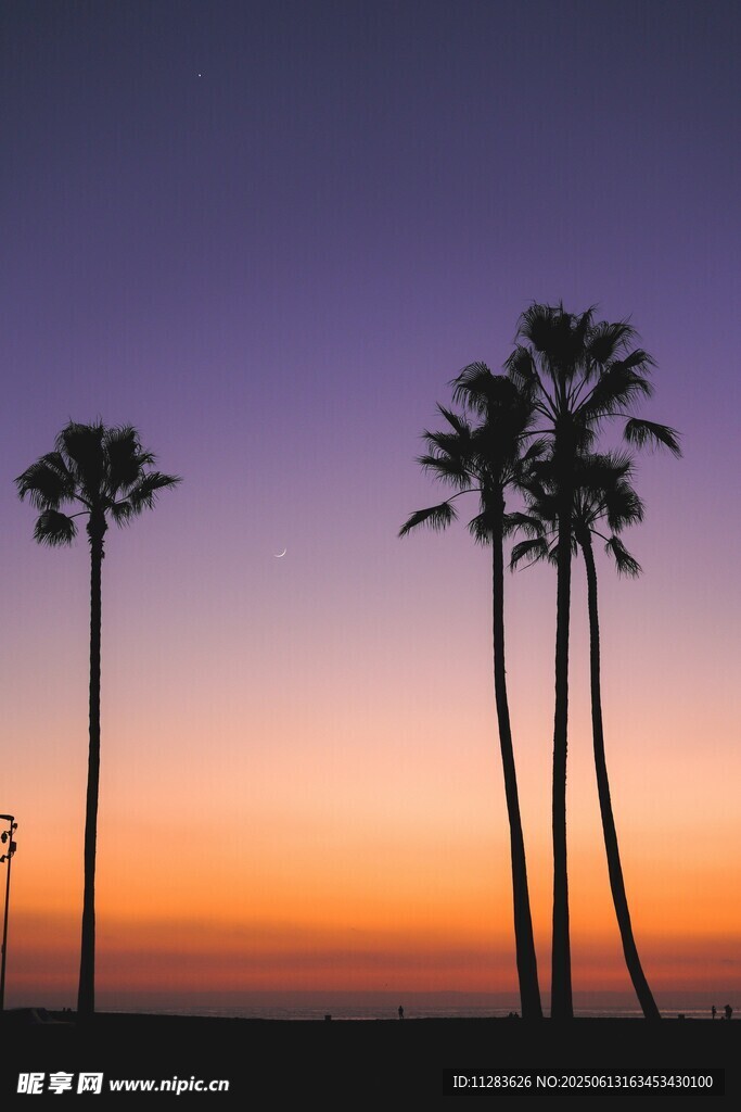 夕阳下的棕榈树美景