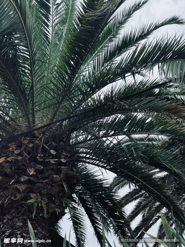 高大棕榈树特写
