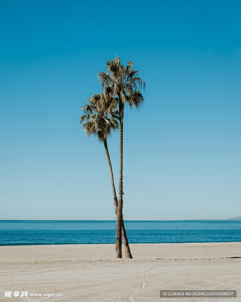 沙滩上的两棵棕榈树